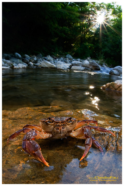 Potamon fluviatile, granchio d'acqua dolce, fresh water crab, fotografia, val di vara